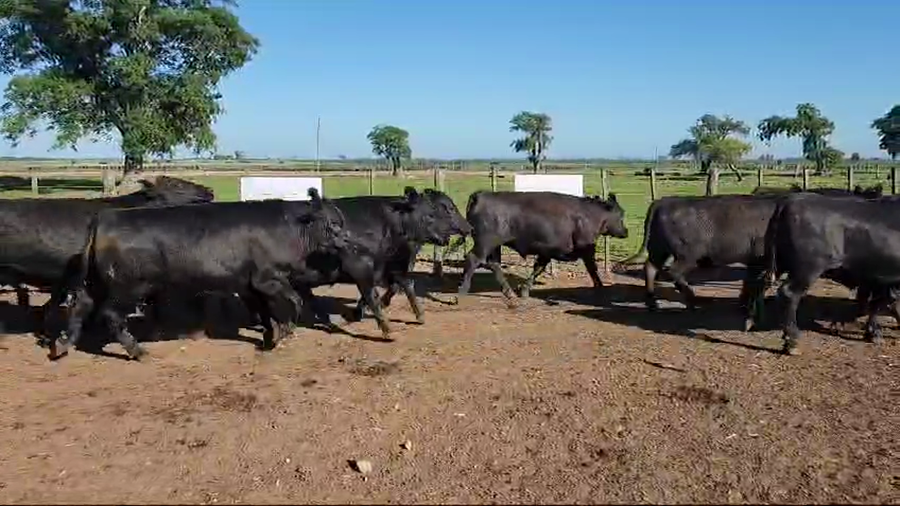 Lote 36 Novillos Gordos Exportación UE HILTON