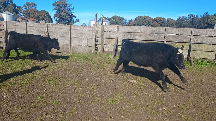 Lote 60 Terneros en Buenos Aires, Loberia