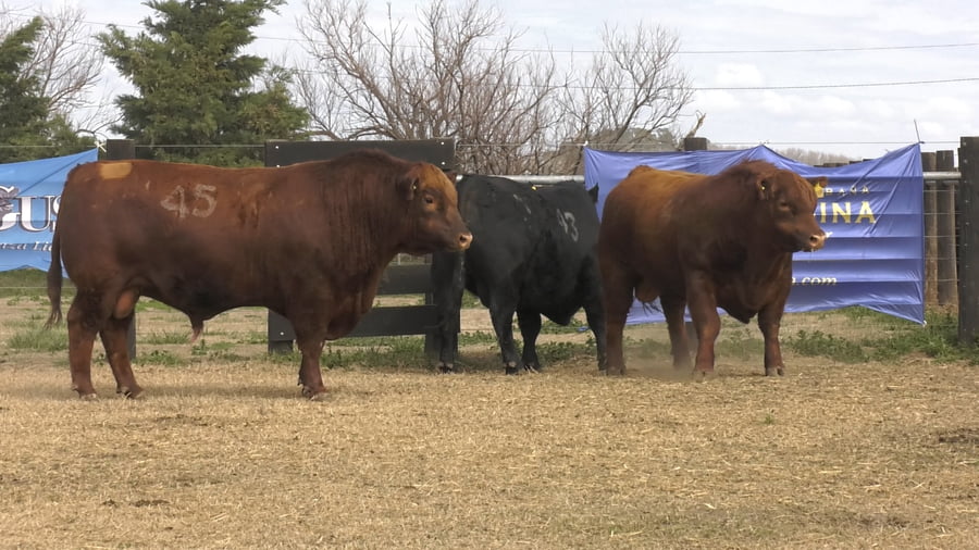 Lote TOROS ANGUS PUROS CONTROLADOS
