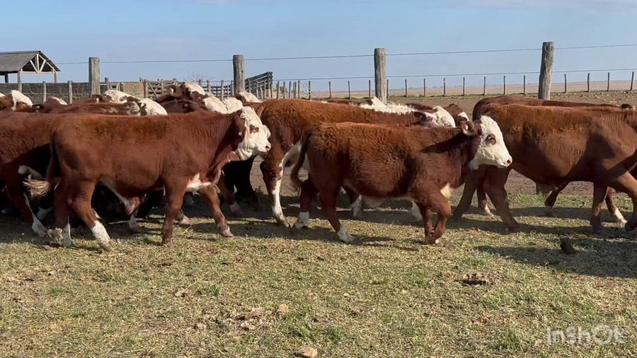 Lote 96 Terneros