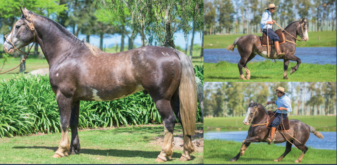 Lote EL GAVILÁN NAVEGANTE