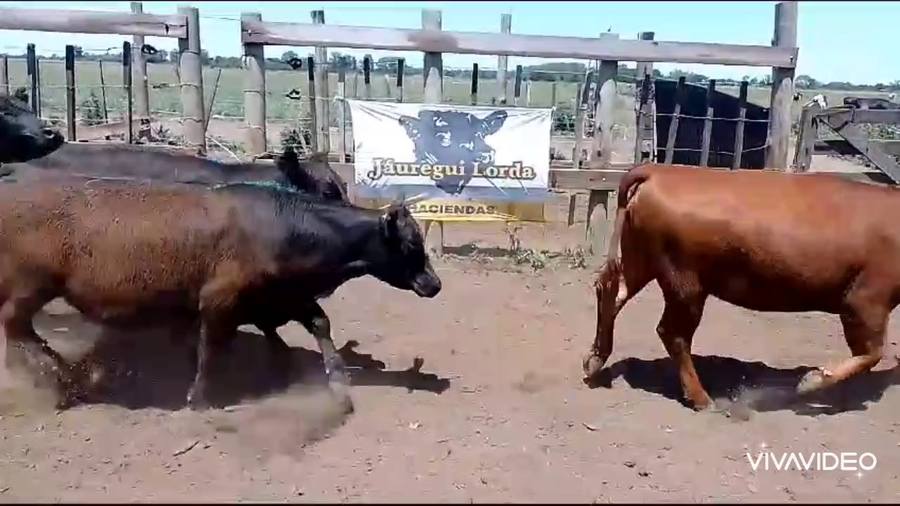 Lote 92 Vaquillonas en Marcos Paz, Buenos Aires