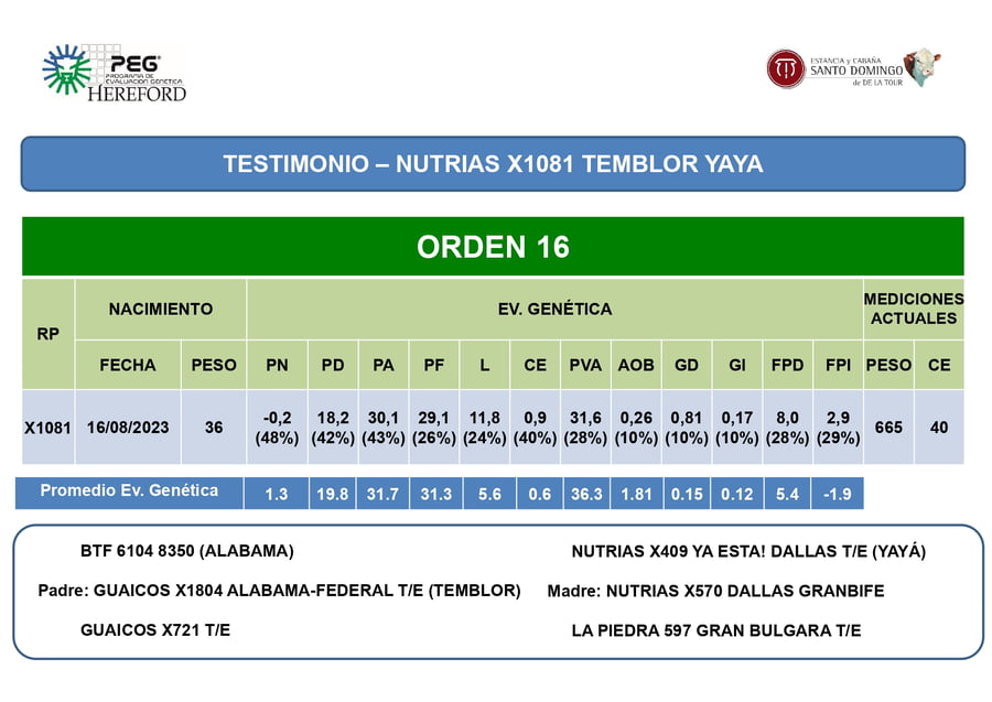 Lote Toros PP