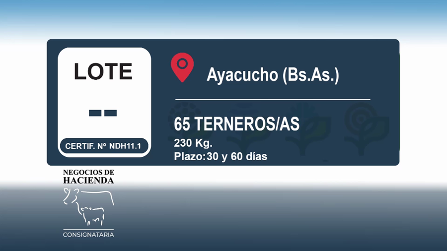 Lote 65 Terneros/as en Buenos Aires, Ayacucho