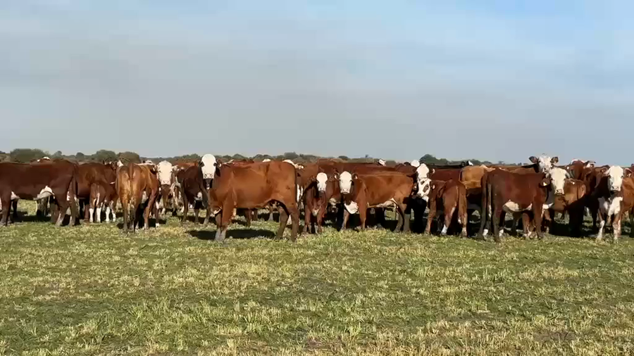 Lote 80 Vacas nuevas C/ cria