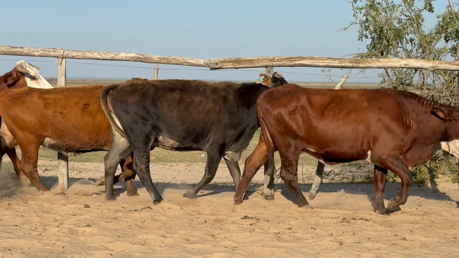 Lote 33 Vacas de invernar