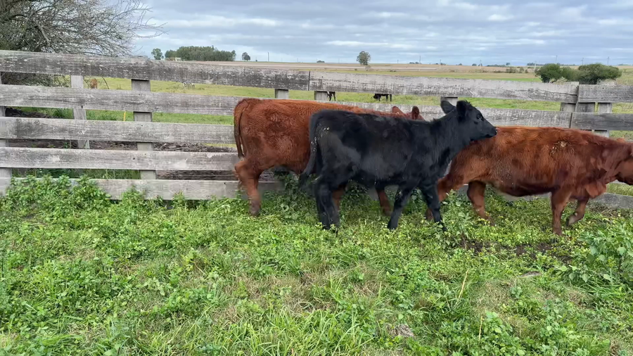 Lote TERNEROS Y TERNERAS