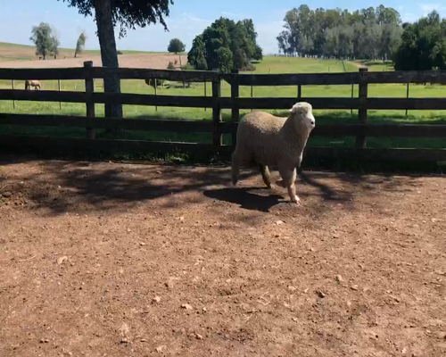 Lote 1 Borregos en Cerro Largo, Cerro Largo