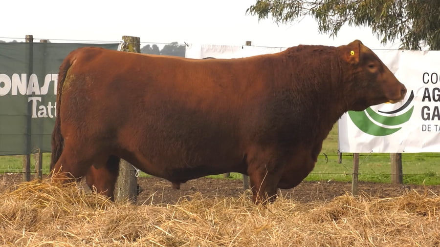 Lote TOROS PUROS POR CRUZA