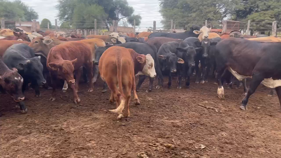 Lote 100 Novillitos en Juan José Castelli, Chaco