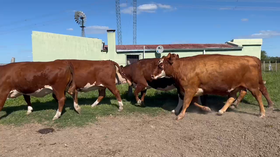 Lote 5 Vacas faena