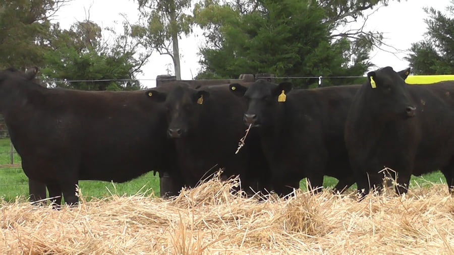 Lote VACAS ANGUS PC PREÑADAS SERVICIO OTOÑO