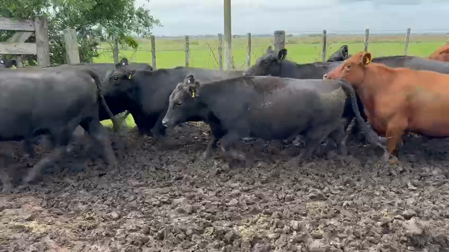 Lote 85 Vaquillonas C/ gtia de preñez