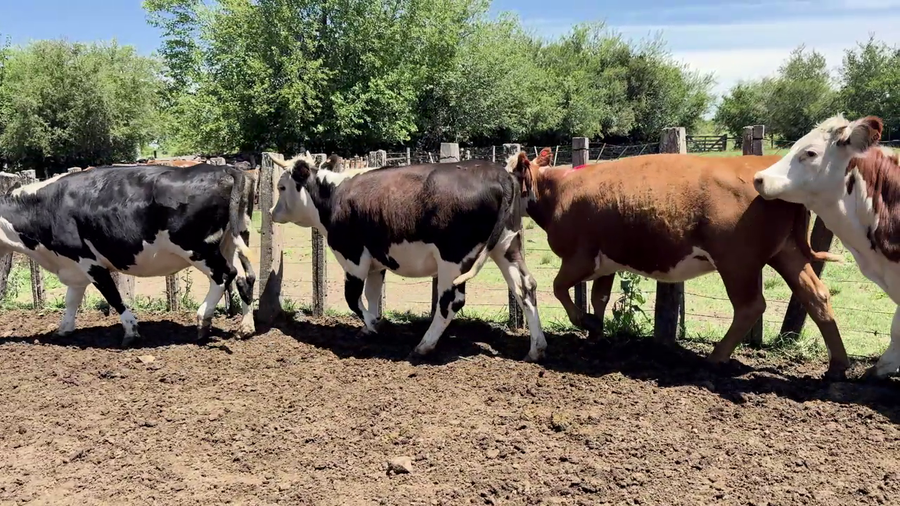 Lote VACAS DE INVERNADA