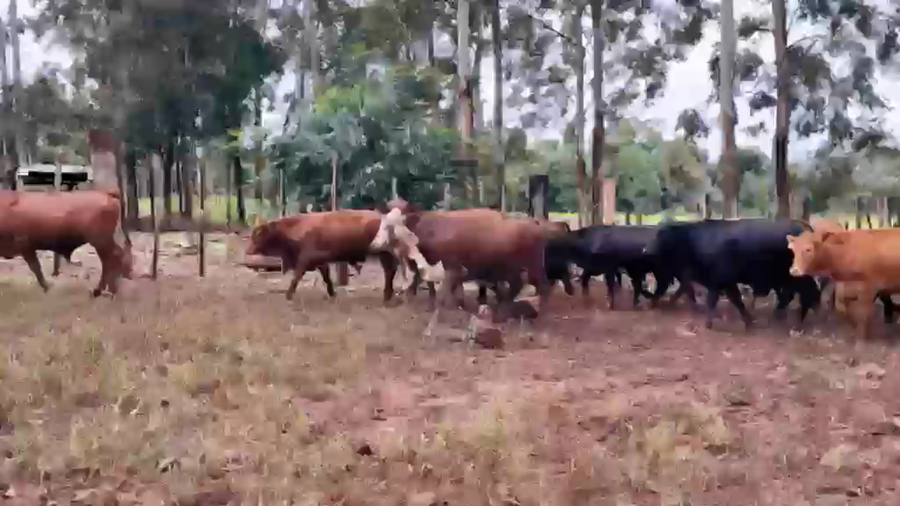 Lote 80 Novillitos y vaquillonas en Misiones, Cmte. Andresito
