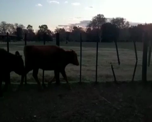 Lote 60 Terneros/as de 180Kg en 25 de Mayo, Buenos Aires