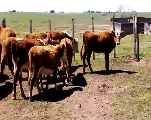 Lote Terneros