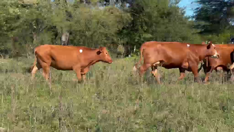 Lote 34 Vacas medio uso C/ gtia de preñez en Santa Fe, Florencia