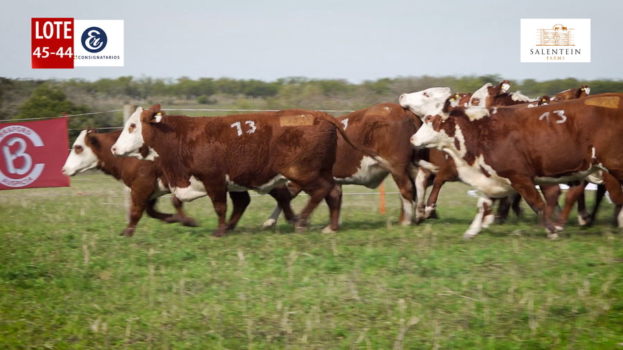Lote LOTE 45/44 - VAQUILLAS BRAFORD PLANTELERAS SEÑAL ´18 - PREÑADAS SERVICIO NATURAL