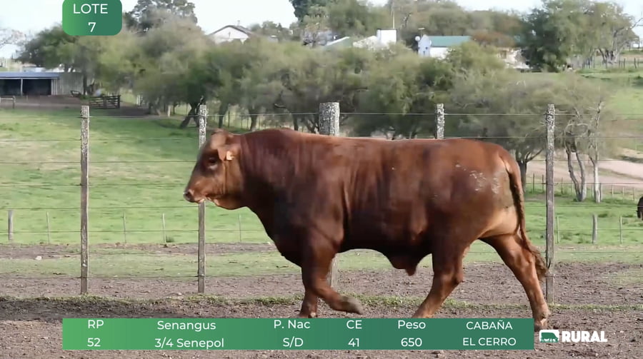 Lote Toros RP 52-34-51