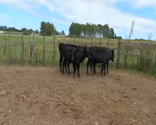 Lote Terneras