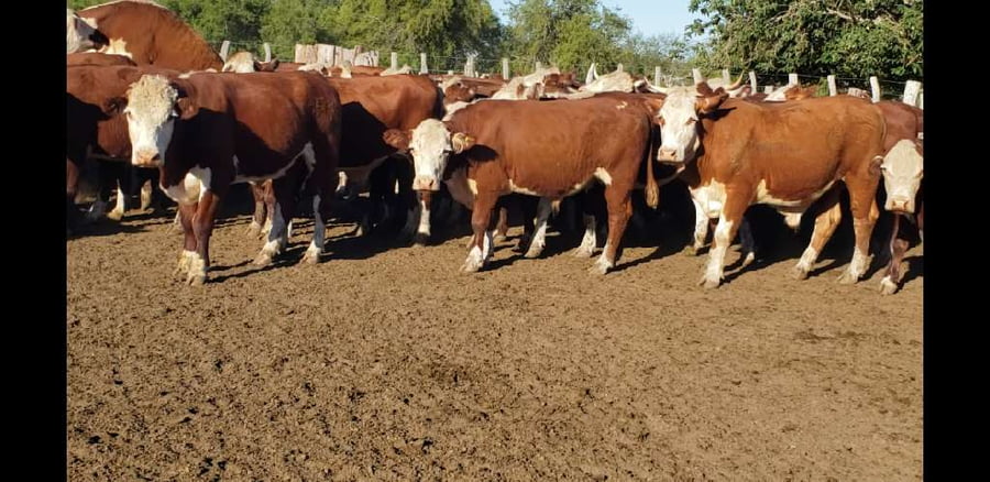Lote 100 Novillos en Villaguay, Entre Ríos