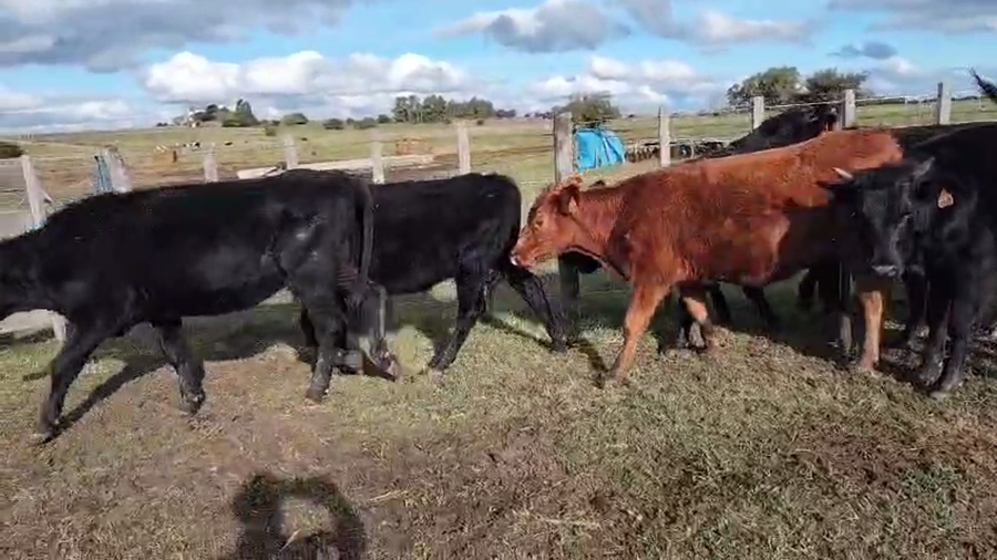 Lote 10 Terneros y Terneras a remate en Pantalla Camy, San José