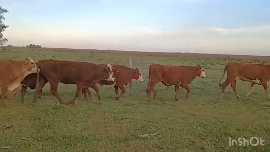 Lote 110 Novillitos en Corrientes, Estación Torrent