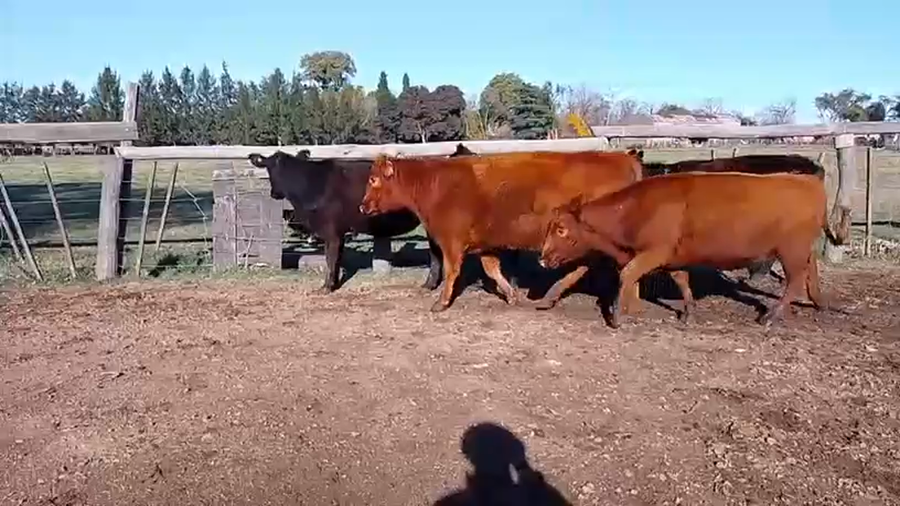 Lote 10 Vaquillonas C/ gtia de preñez