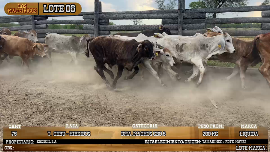Lote LOTE 6