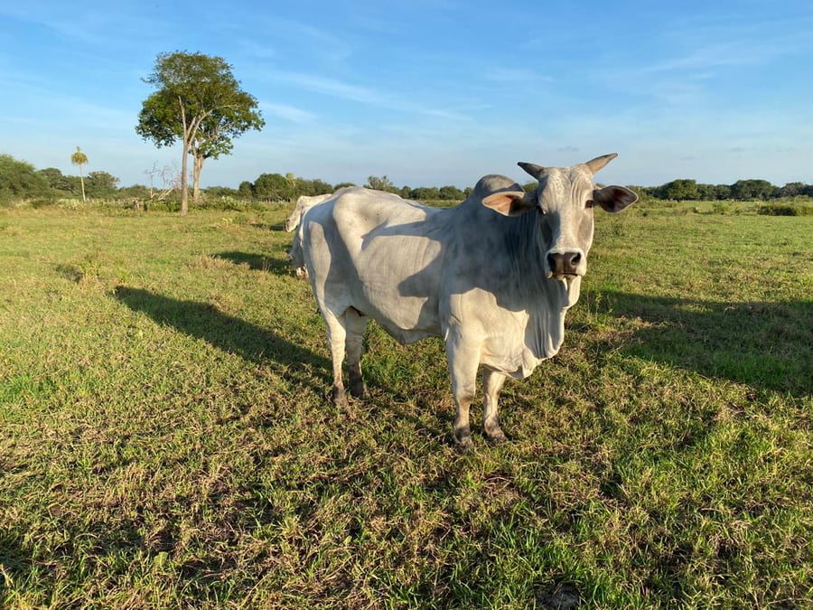 Lote PREÑEZ Nelore a Bozal Expo Internacional 2022 - Lote 6