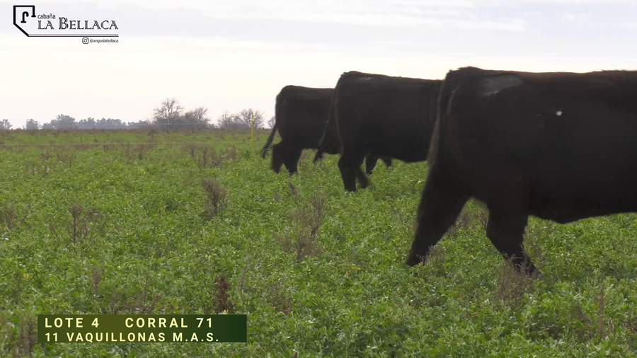 Lote VAQUILLONA M.A.S.