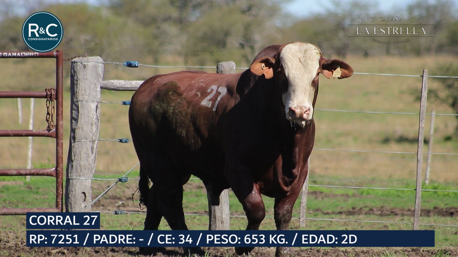 Lote Toro Braford