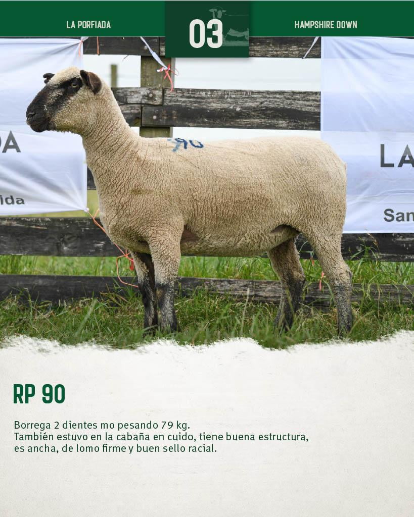 Lote Borregas a remate en 4º Genetica Productiva, Florida