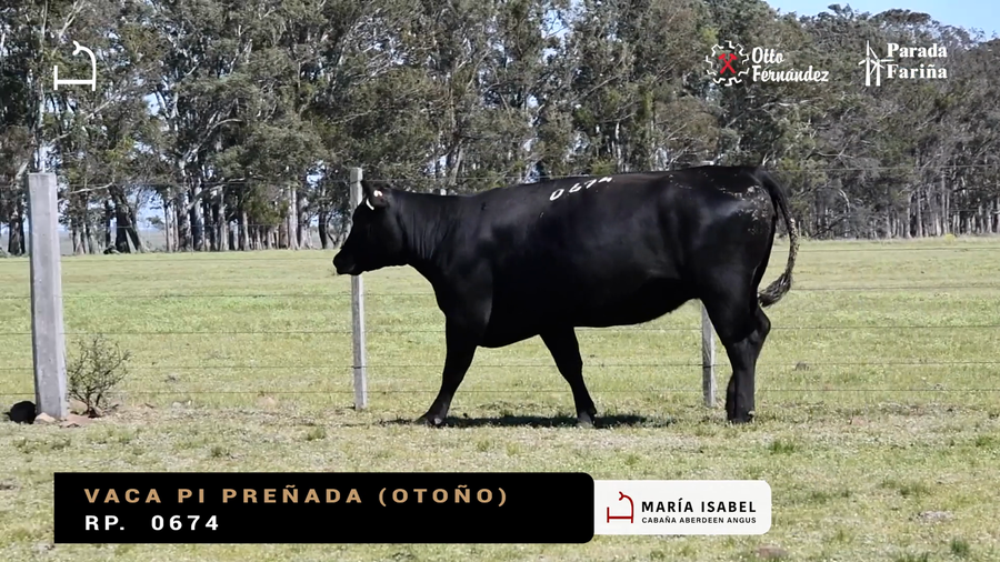Lote VACAS PI
