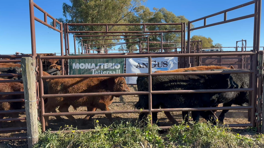 Lote 65 Terneros en Buenos Aires, Rivera