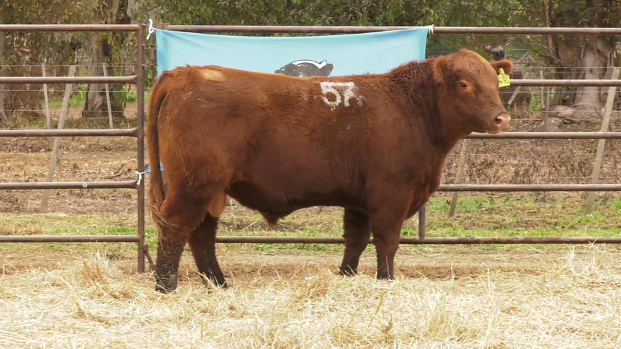 Lote TOROS ANGUS COLORADOS  PC