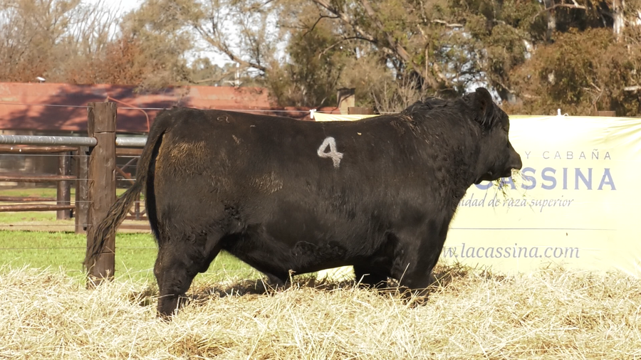 Lote TOROS ANGUS PURO CONTROLADO