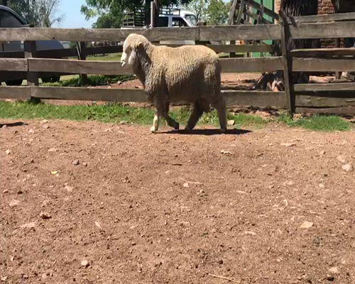 Lote Borrego Puro de Origen 2dts Planteleros