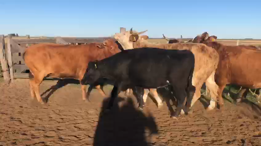 Lote 50 Vacas medio uso C/ gtia de preñez en América, Buenos Aires