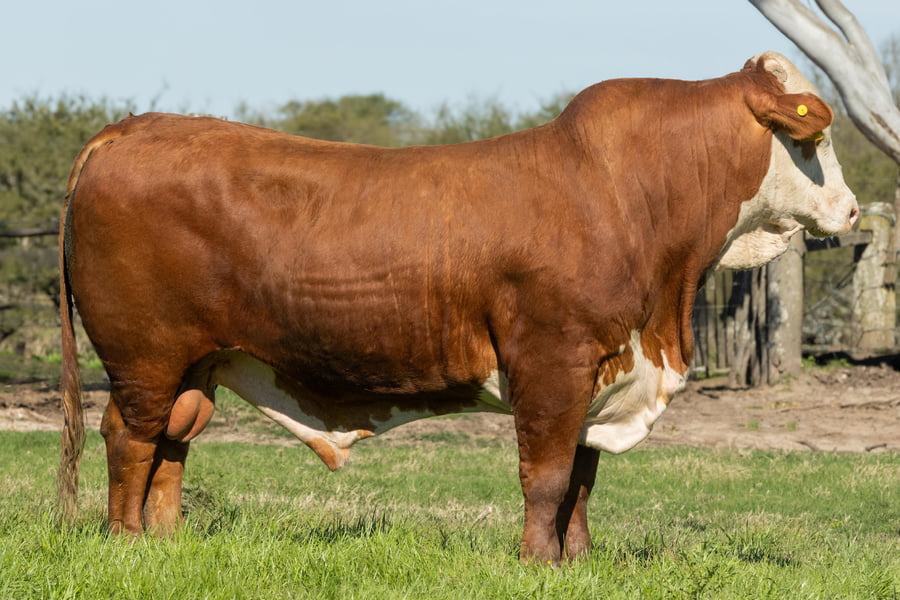 Lote Toros señal 22