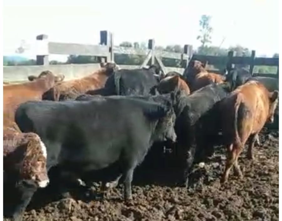 Lote 32 Terneros en Panguipulli, XIV Región Los Ríos