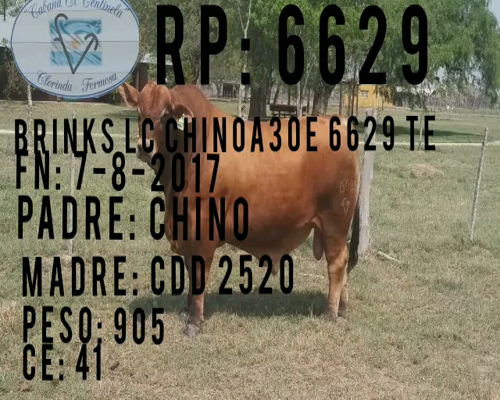 Lote TORO BRANGUS