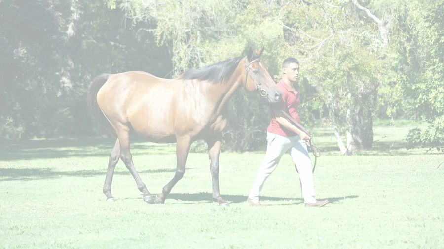 Lote TAHITIAN (EQUAL STRIPES - TALENTED) Preñez por PLATINUM WARRIOR