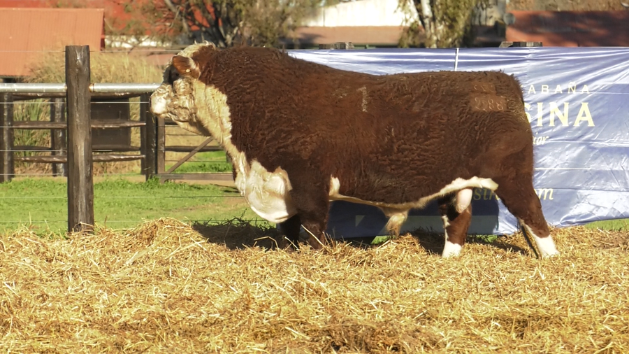 Lote TOROS P. HEREFORD PURO REGISTRADO
