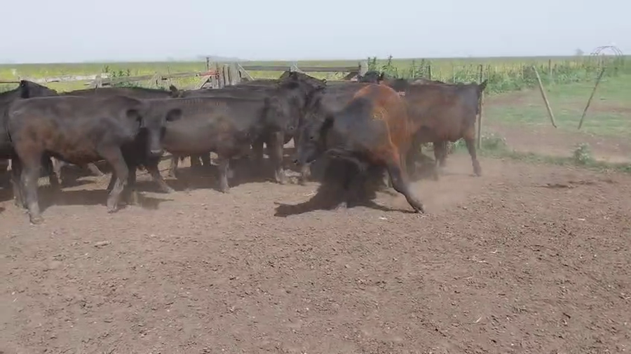 Lote 41 Novillitos EN HUANGUELEN