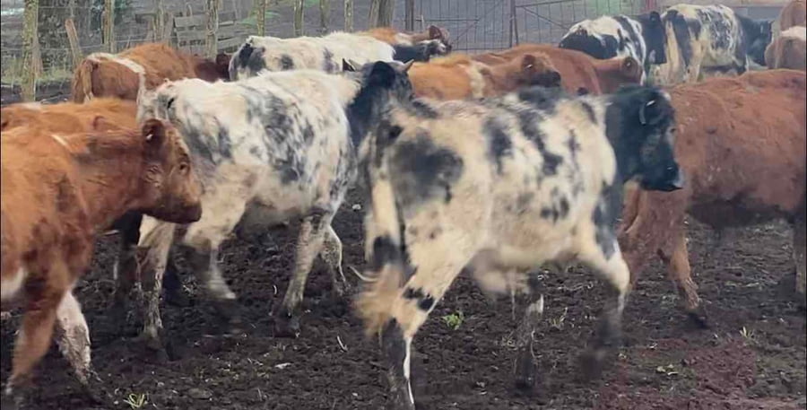 Lote 43 Ternero en Purranque, X Región Los Lagos