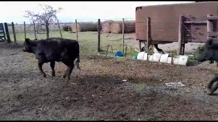 Lote 17 Terneras Aberdeen Angus en Gdor. Crespo, Santa Fe