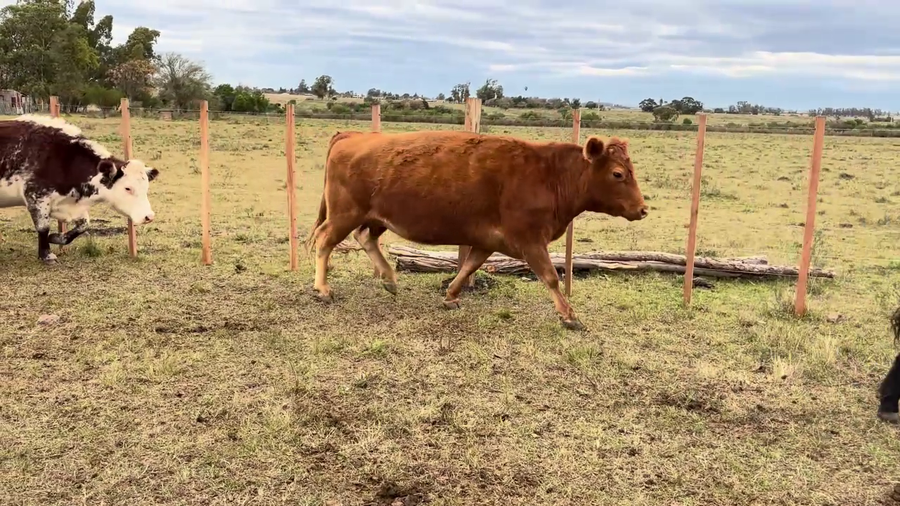 Lote VACAS ENTORADAS