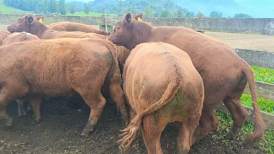 Lote 50 Novillo Engorda en Futrono, XIV Región Los Ríos